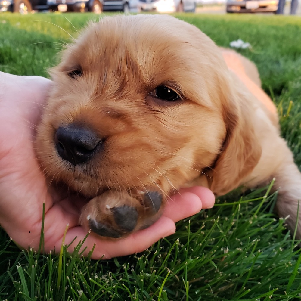 Meet your Posher, Ava